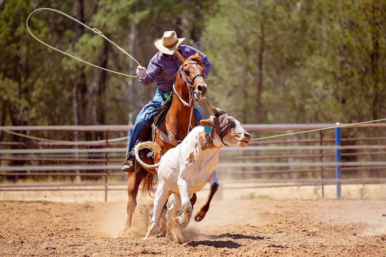 A cowboy riding a horse trying to lasso a running calf