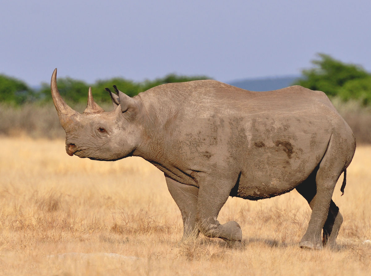 rhino import image