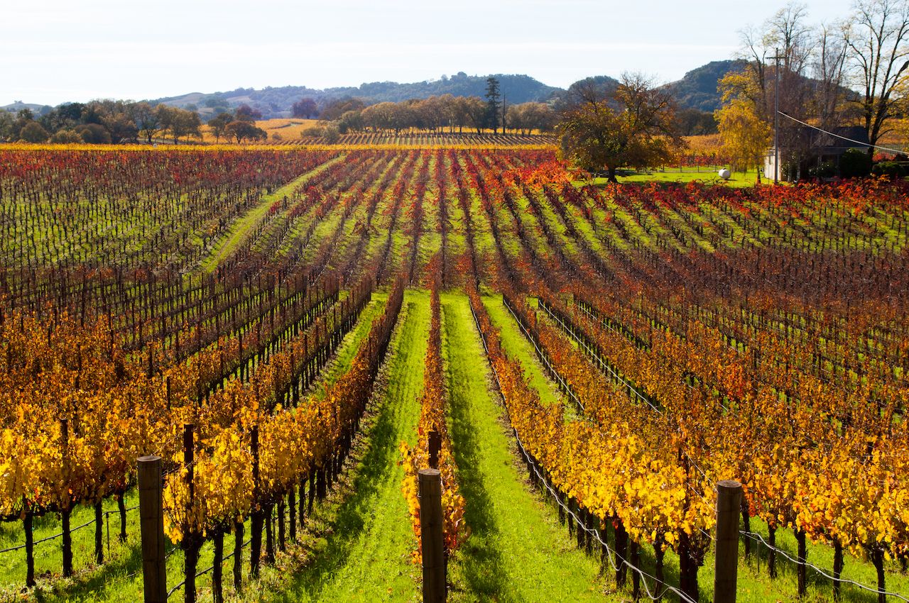 Fall vineyards near Healdsburg, California