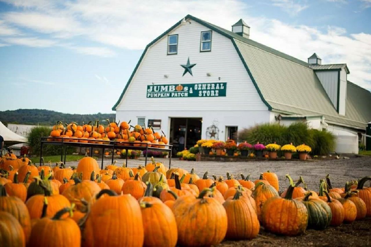 Jumbo's Pumpkin Patch in Maryland is one of the most popular pumpkin patch farms in the US