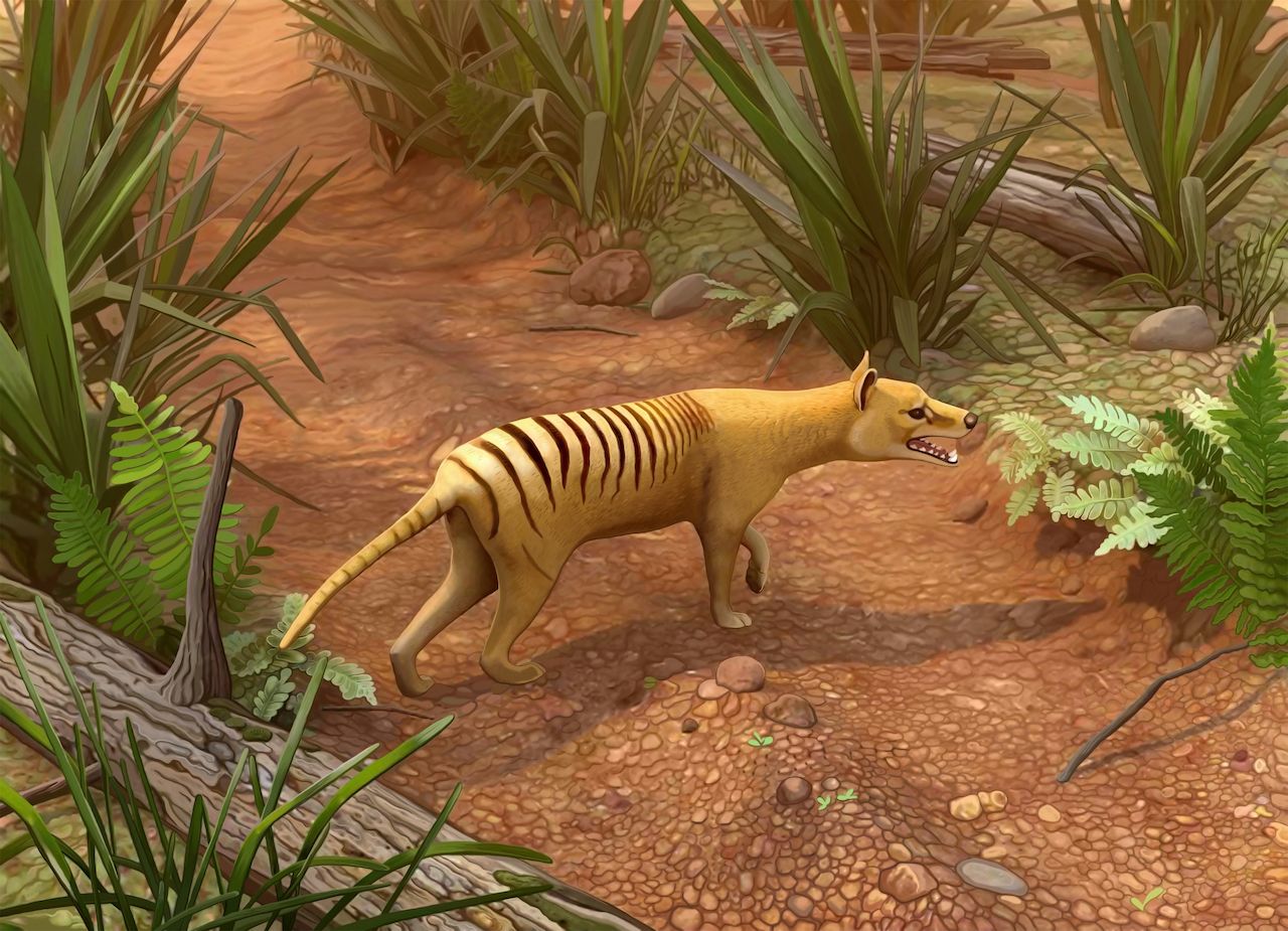 Transhu Tasmanian Tiger News 2020