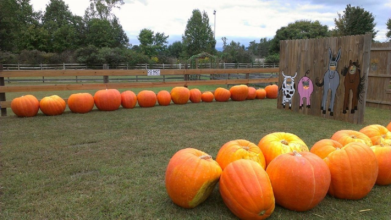 Yahoo Farm pumpkins in Jasper, Georgia