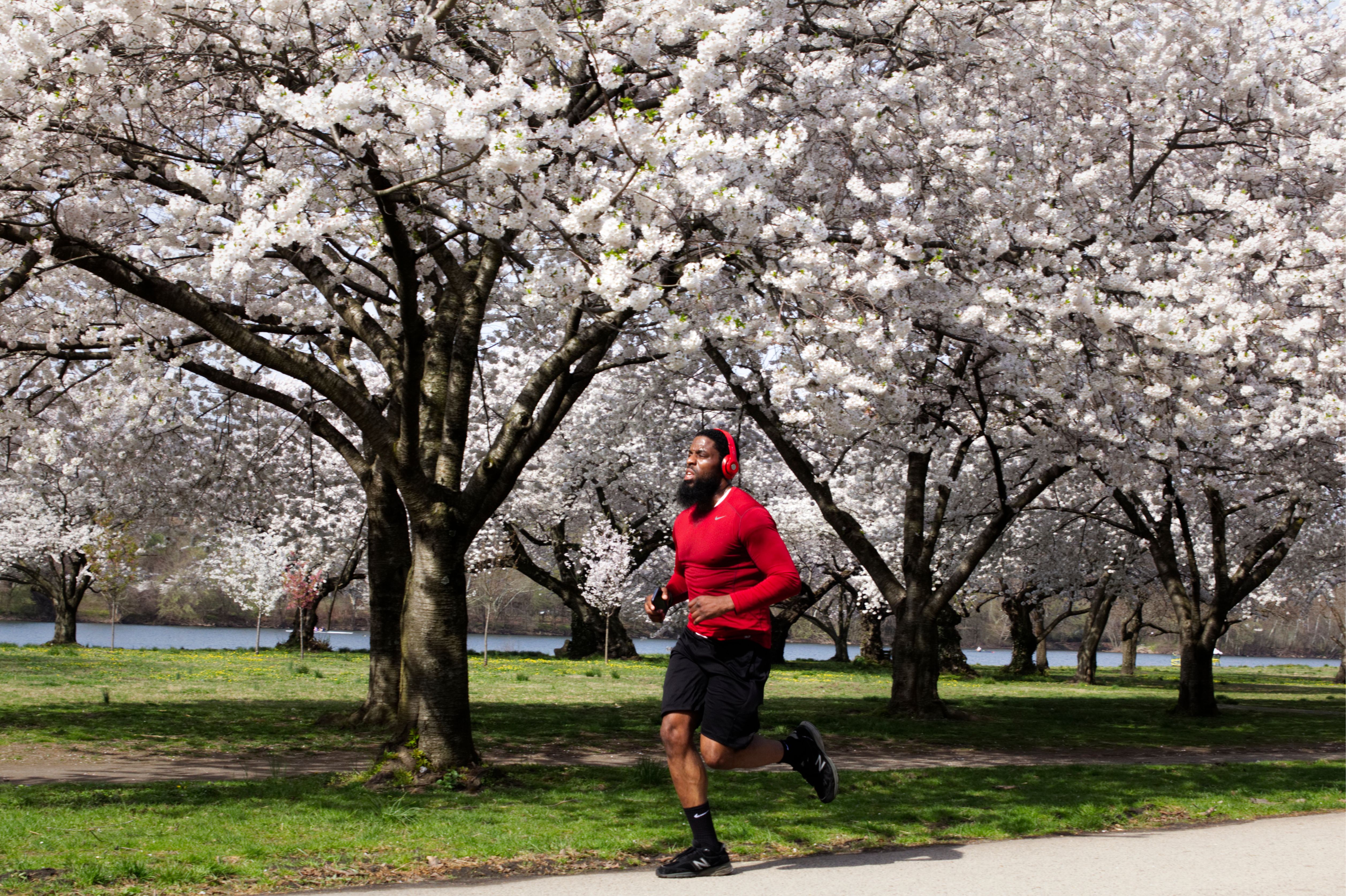 man jogs past cherry blossoms