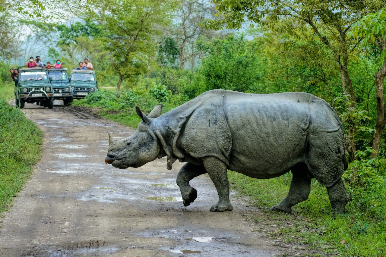Rhino crossing the road
