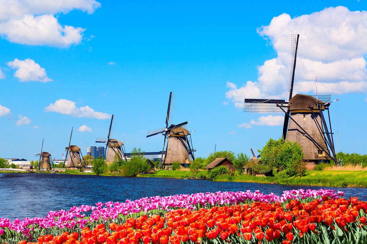 Tulip And Windmills In The Netherlands 