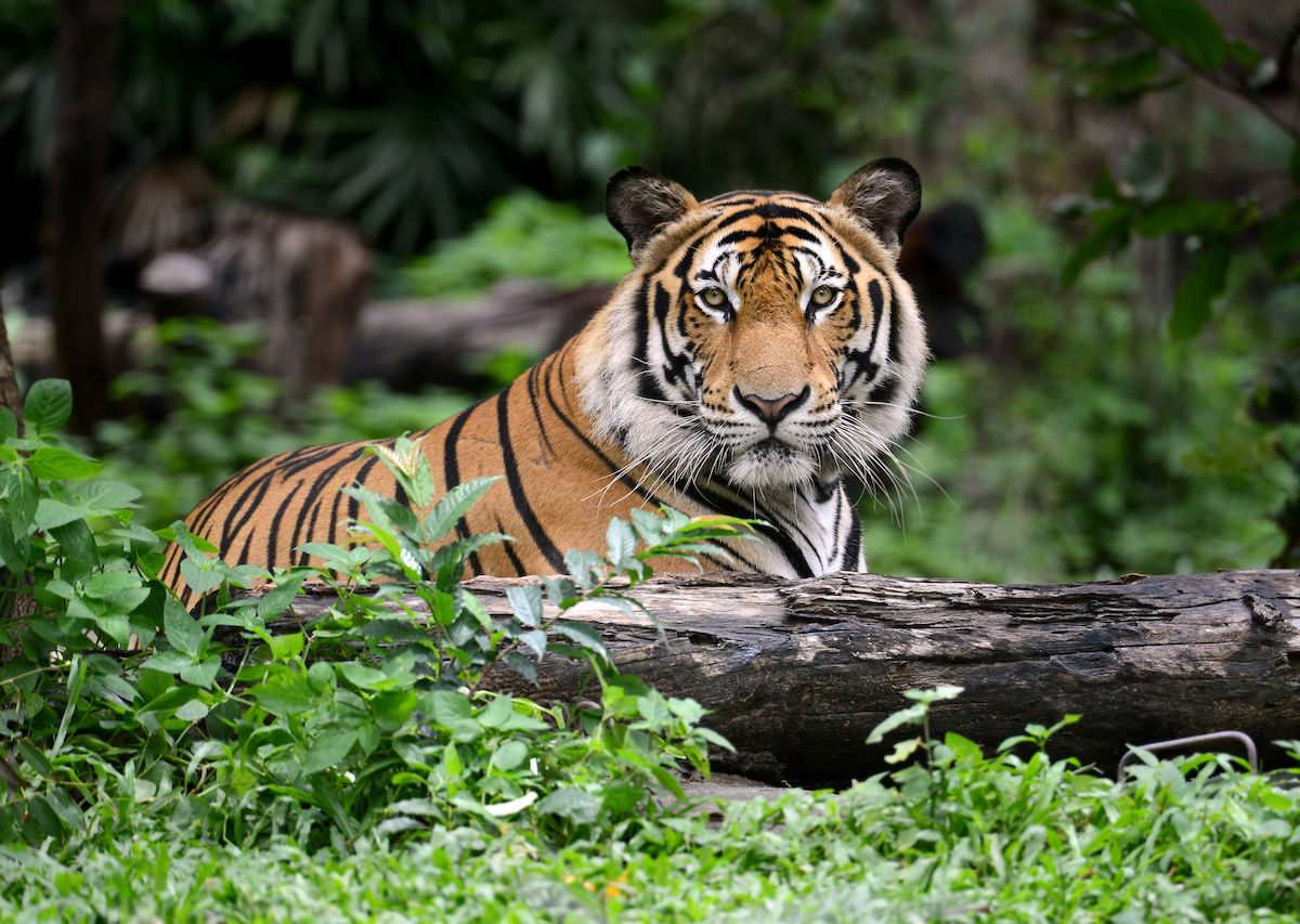 Wild Bengal Tiger