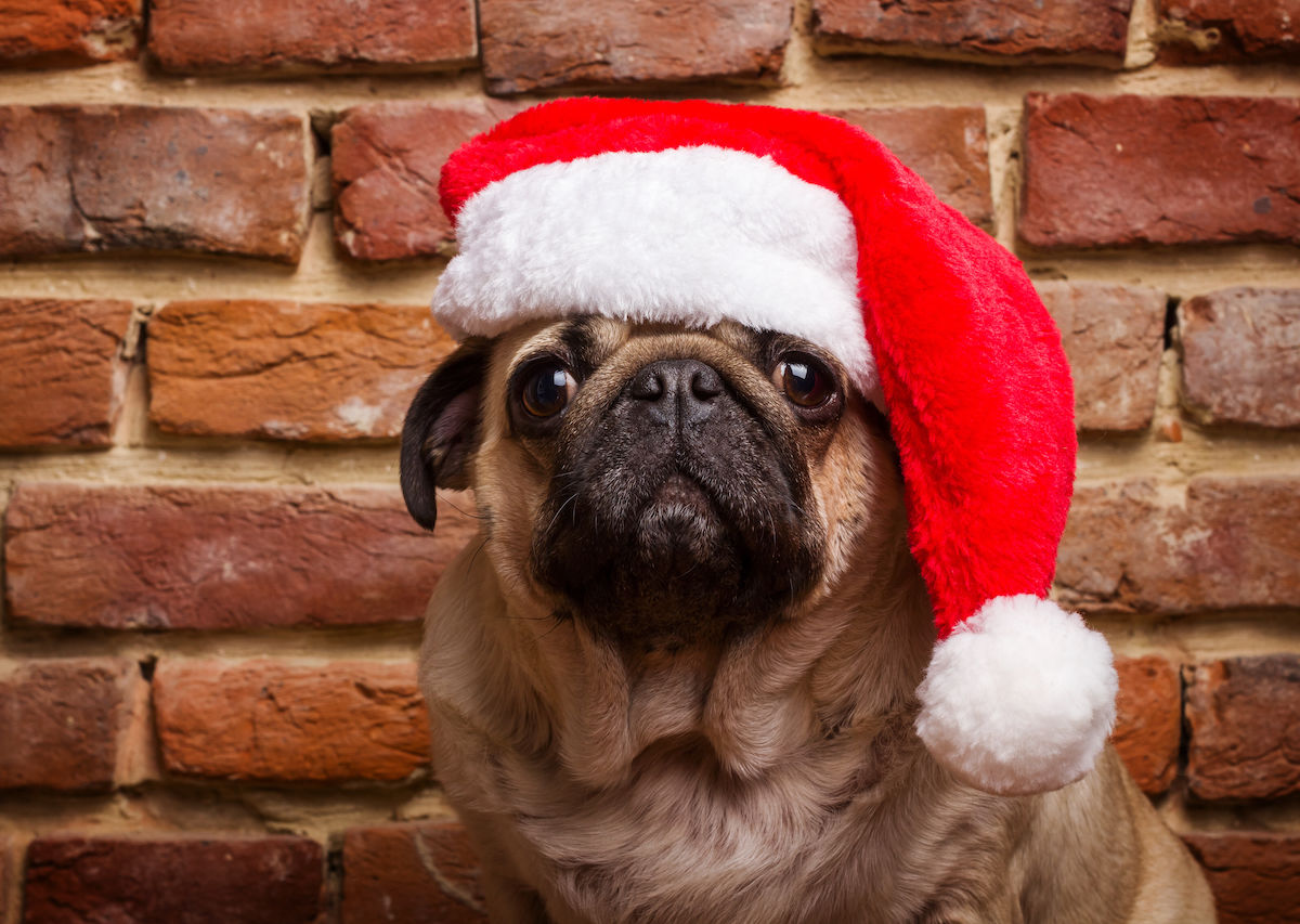 PUG Christmas Birthday Gift labels Sticker Dog Animal Pet Lover