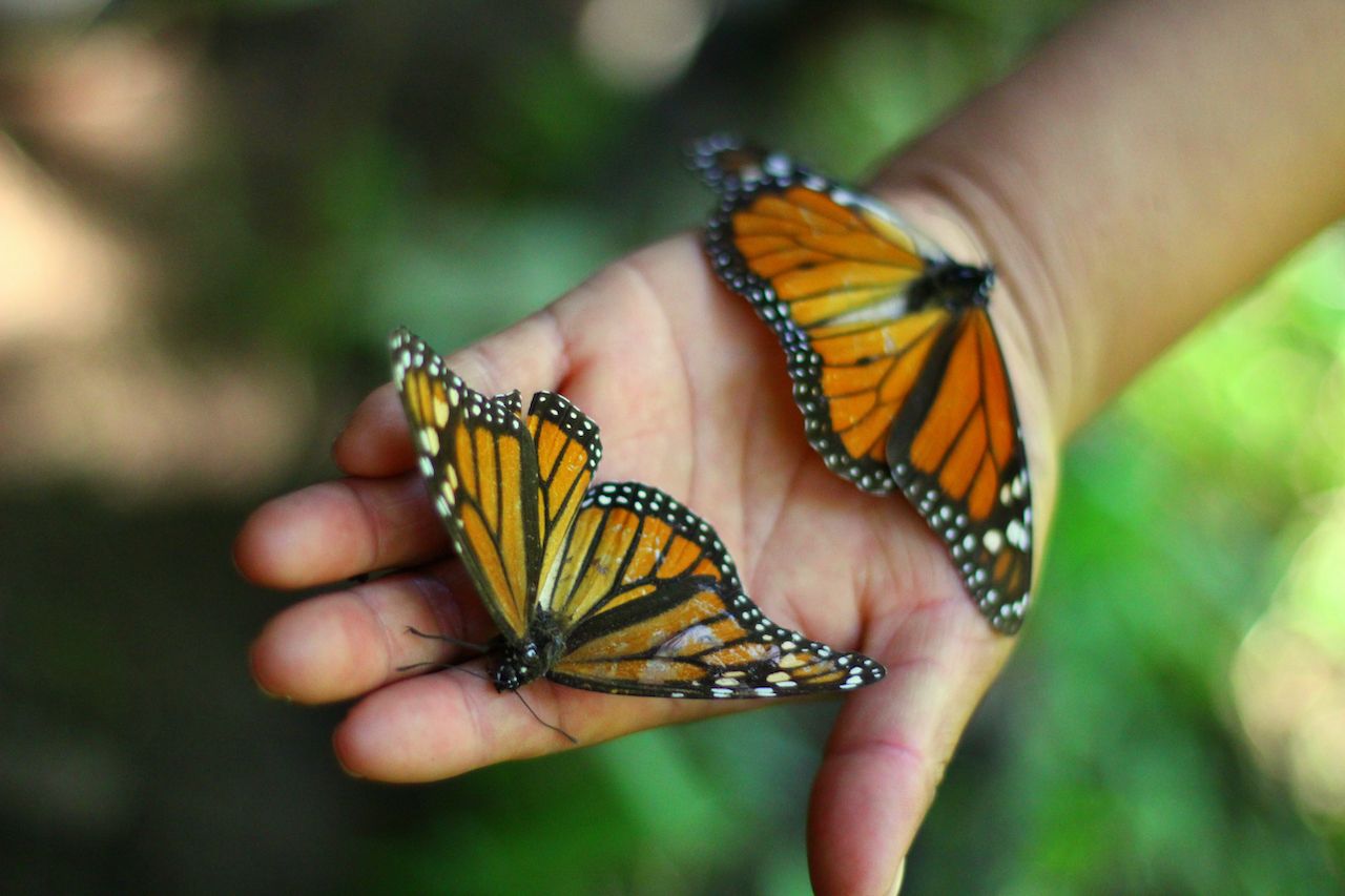 monarch-butterflies-in-mexico-813-travel