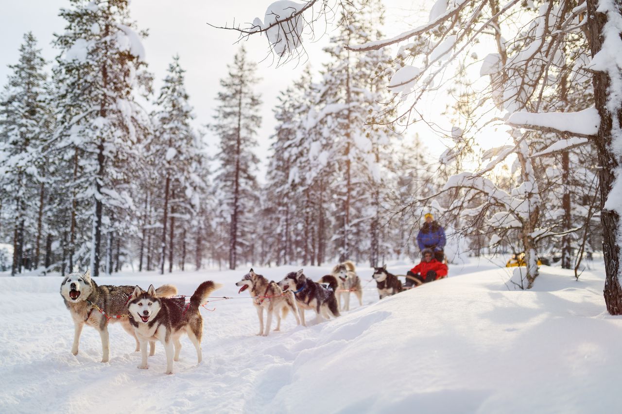 what to do in banff in winter dog sledding