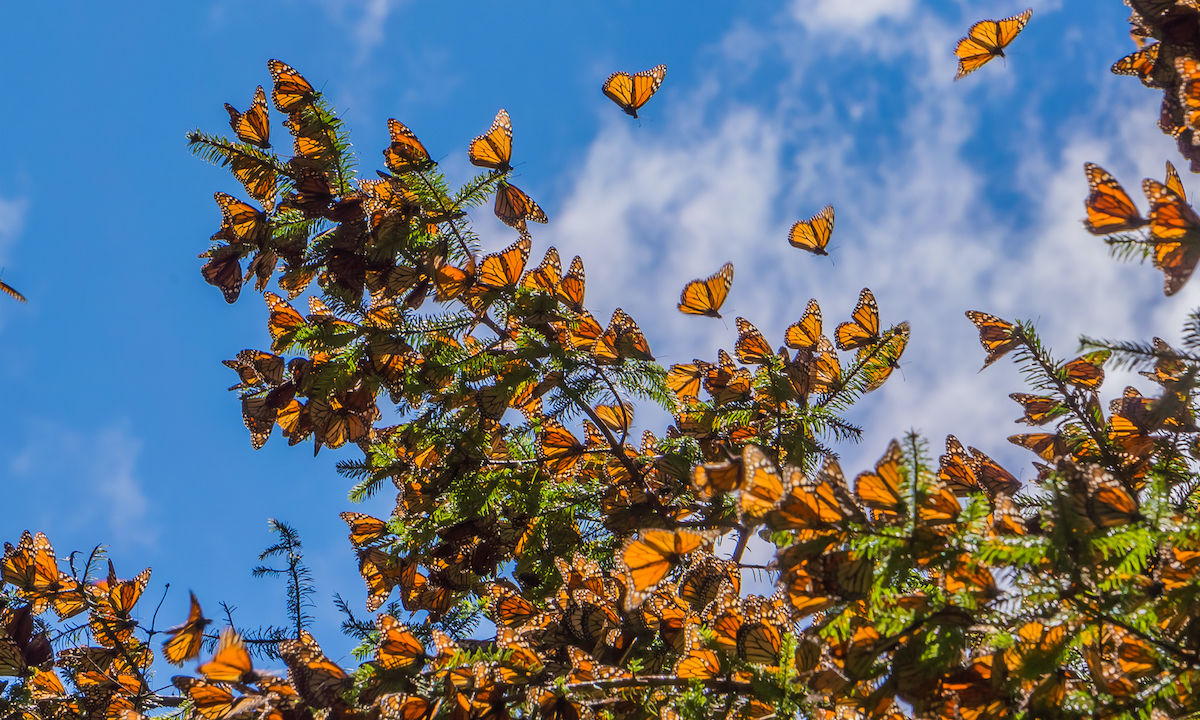 How To See The Monarch Butterfly Migration In Mexico