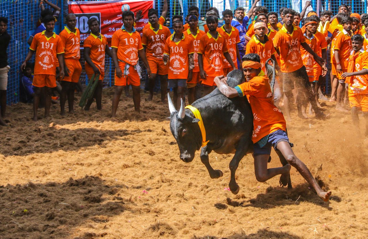 Competitors taking part in the bull taming sport of jallikattu