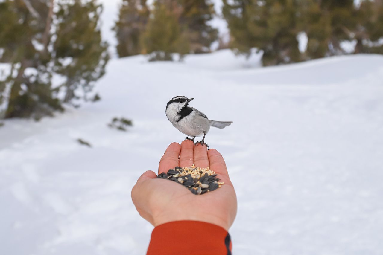 bird watching in North Lake Tahoe