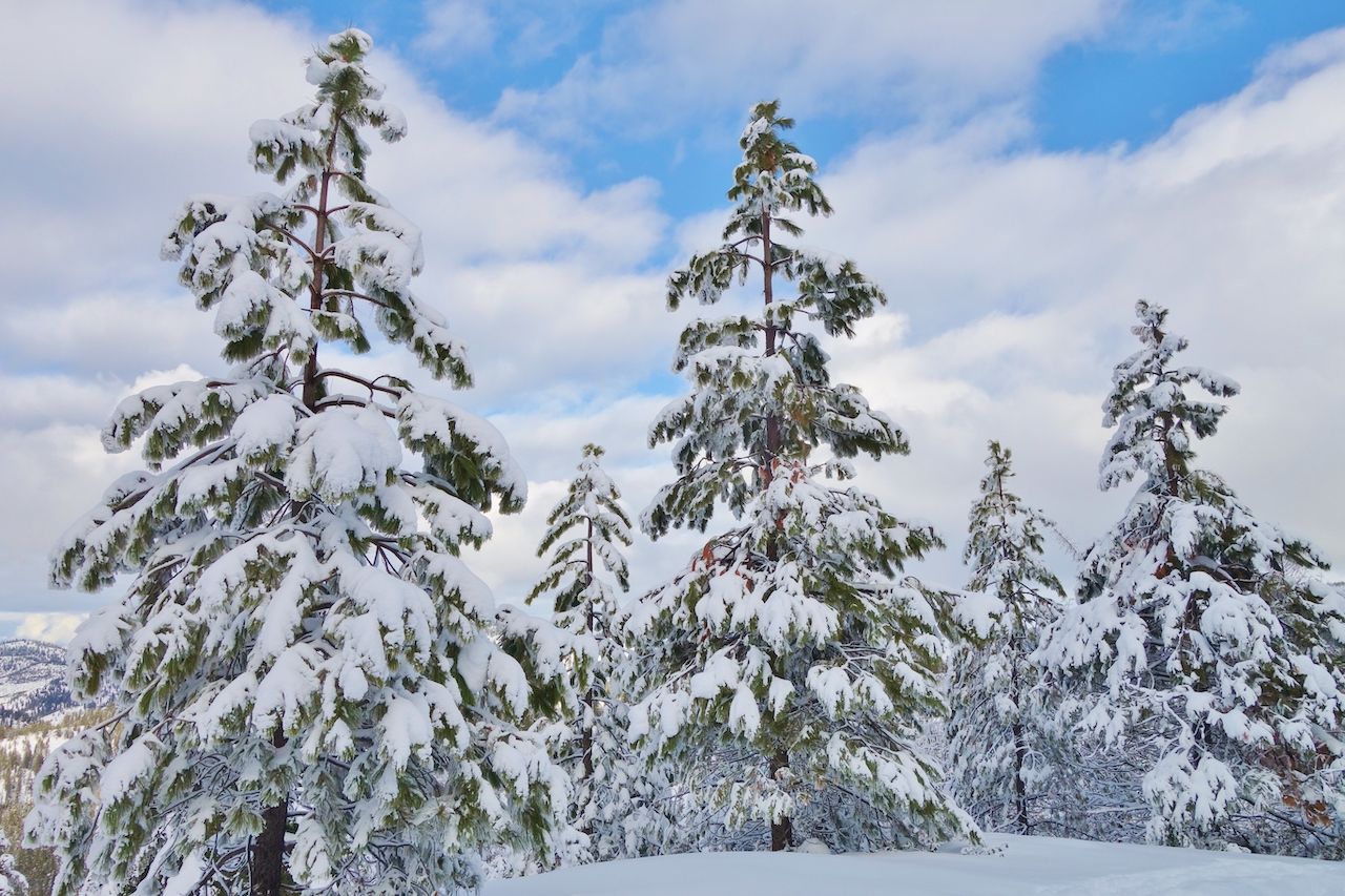 Best Places To Snowshoe And Cross Country Ski In Washington State