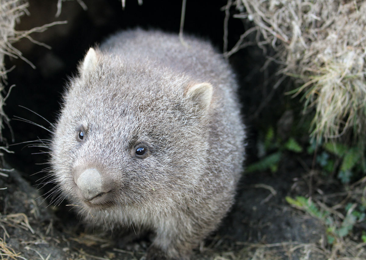 Wombats are sheltering wildlife from the Australian fires