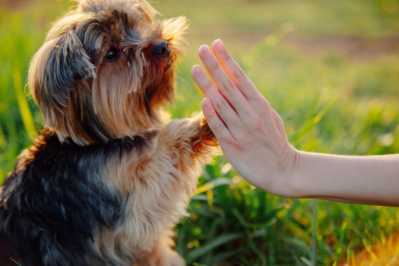 Dog giving a high five