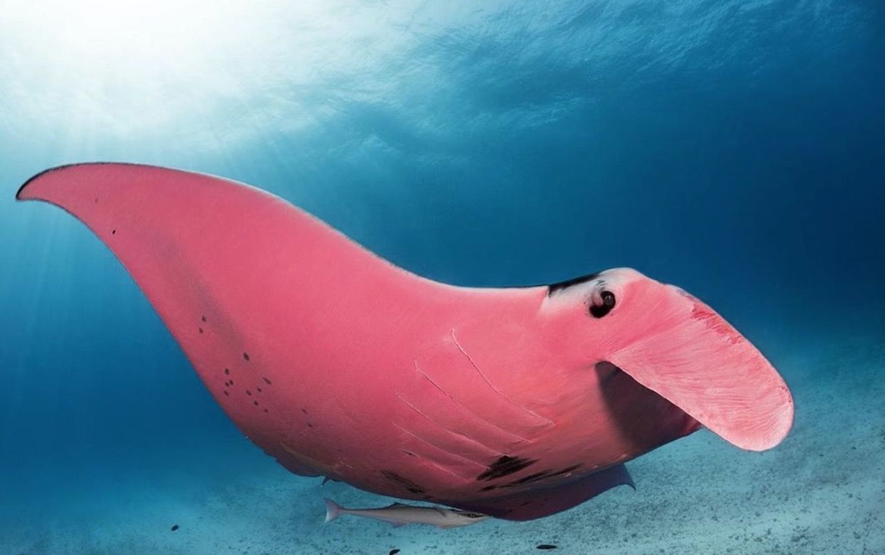 World’s only pink manta ray World’s only pink manta ray