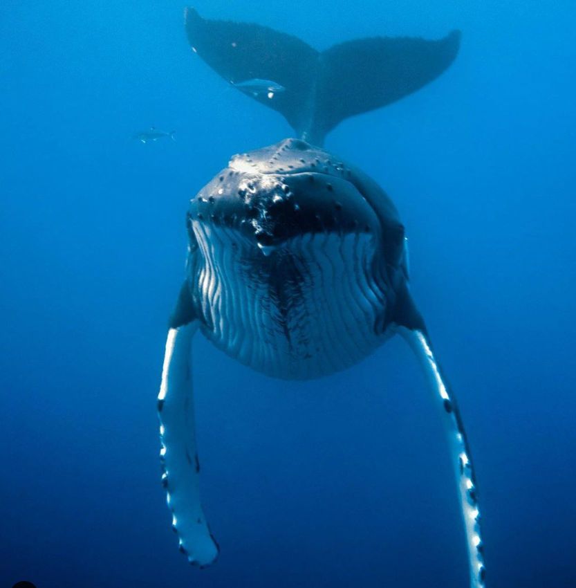 Humpback whale, Cook Islands