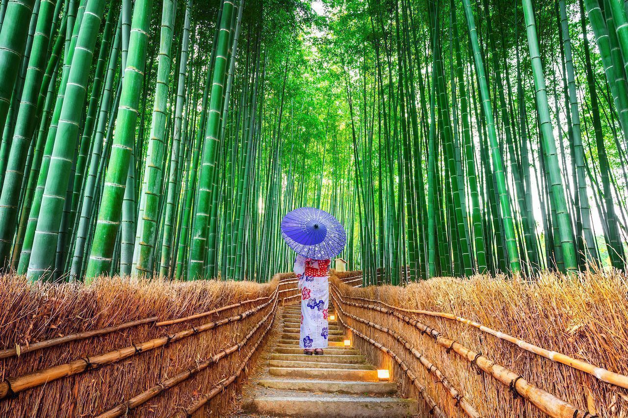 World s most instagrammed forests World s most instagrammed forests