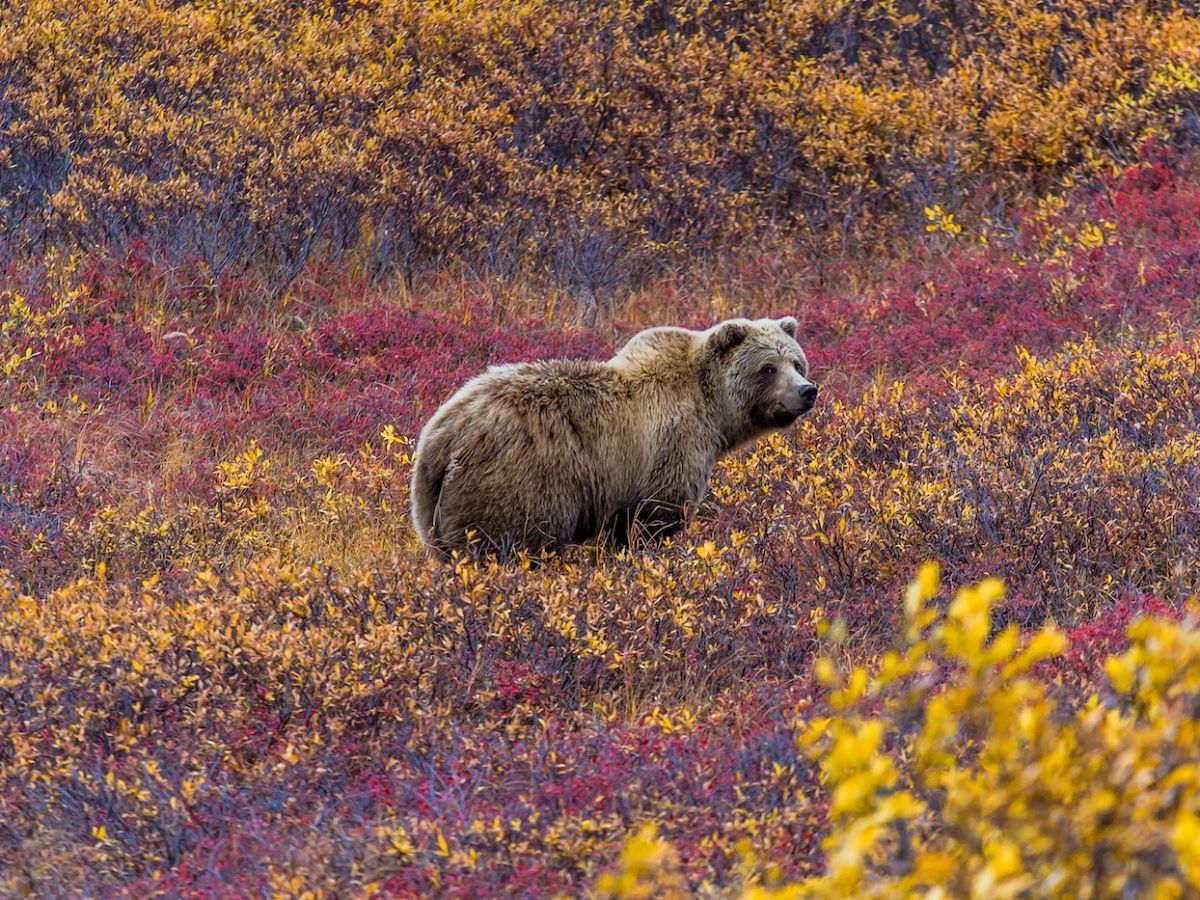 Where to see wildlife in Denali National Park