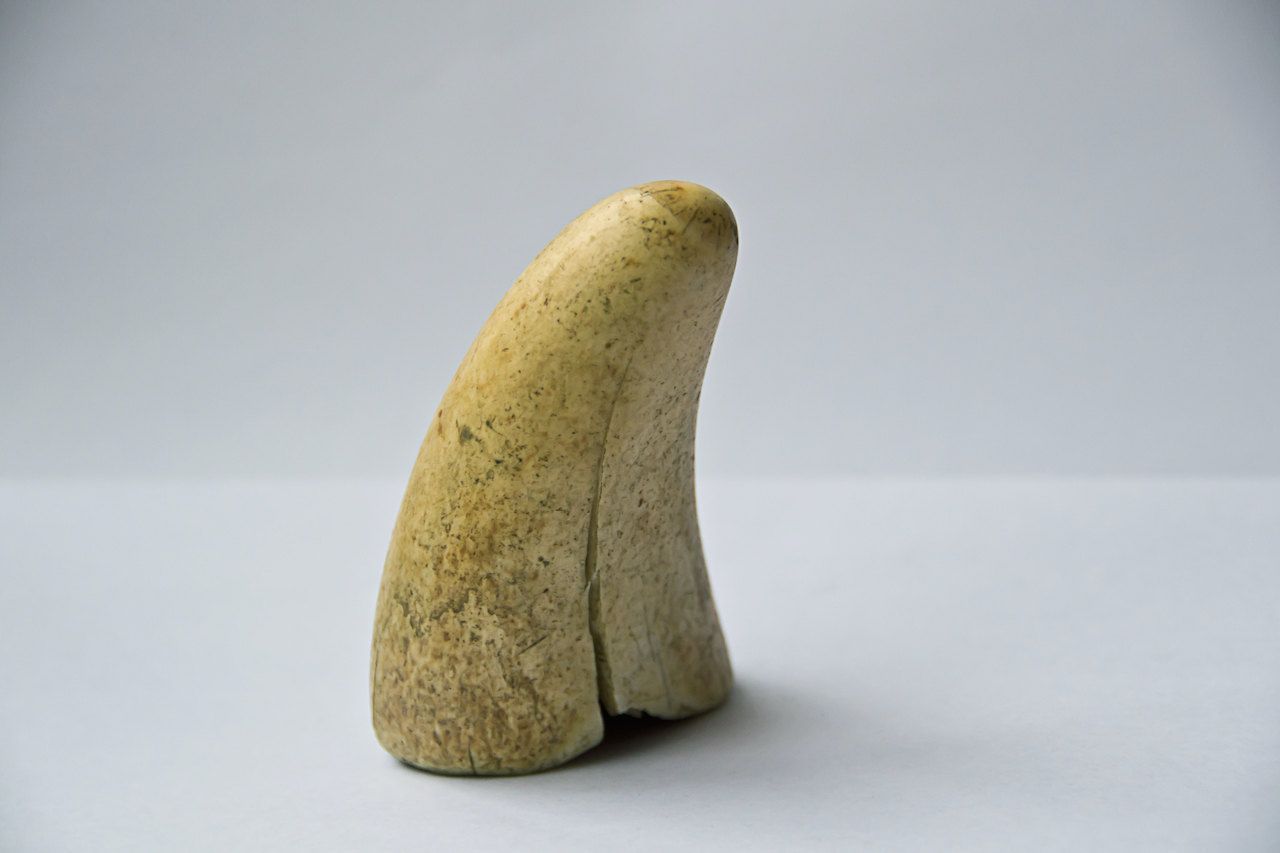 sperm whale tooth