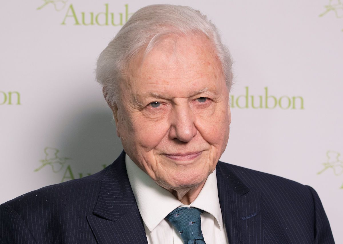 David Attenborough Net Worth Sir David Attenborough gifts 3 millionyearold shark tooth to David Attenborough Net Worth Sir David Attenborough gifts 3 millionyearold shark tooth to