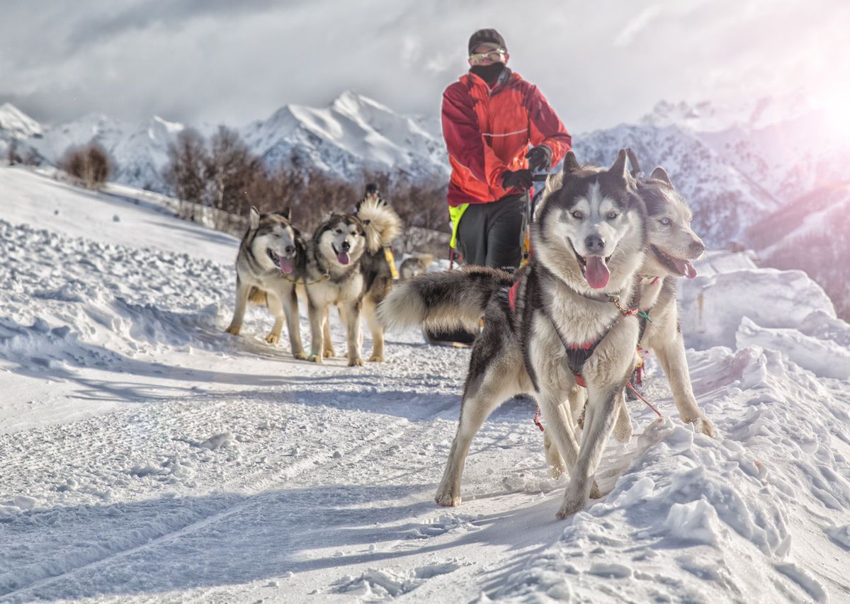 Dog sledding in Denali, Alaska