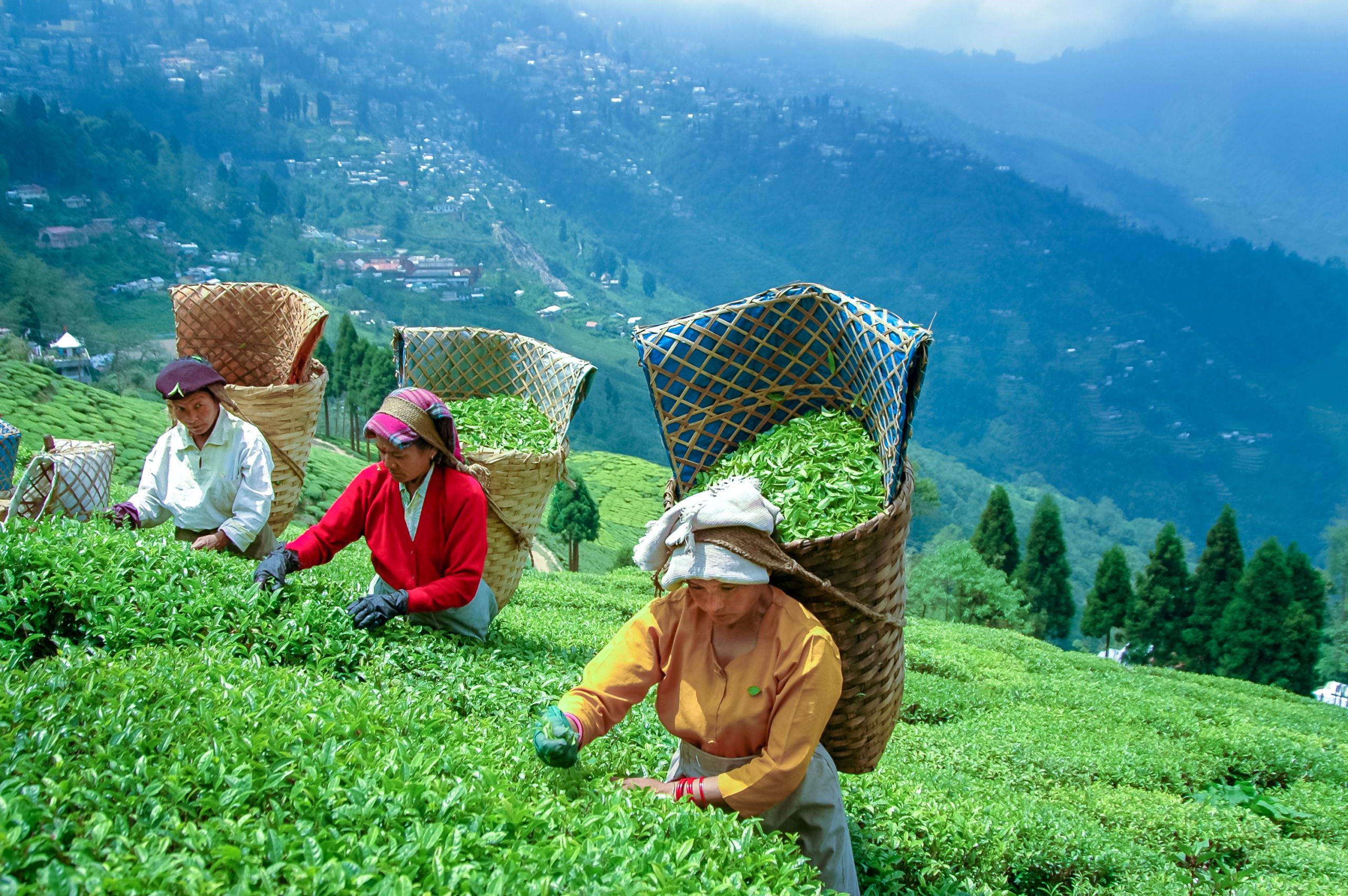 Tea Plantation Farming