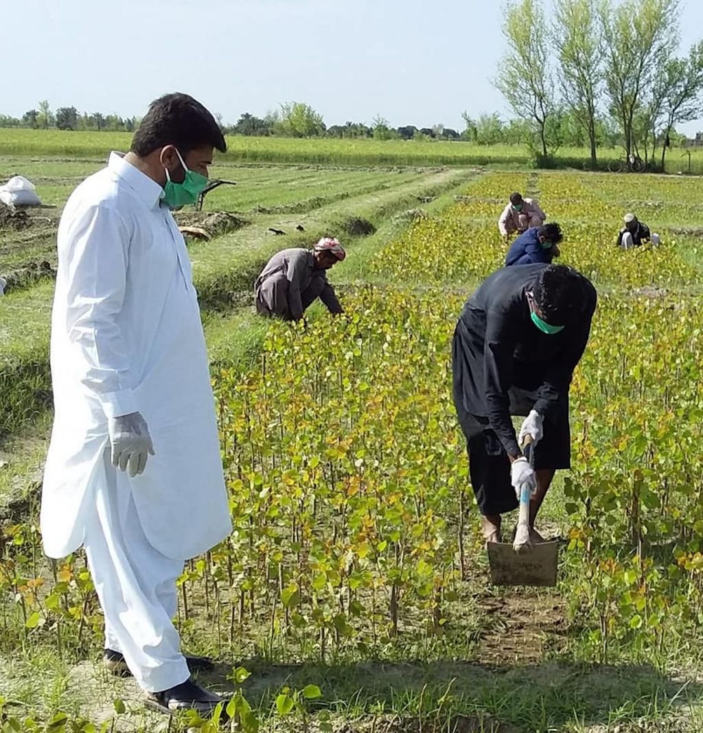 Worker planting trees in pakistan