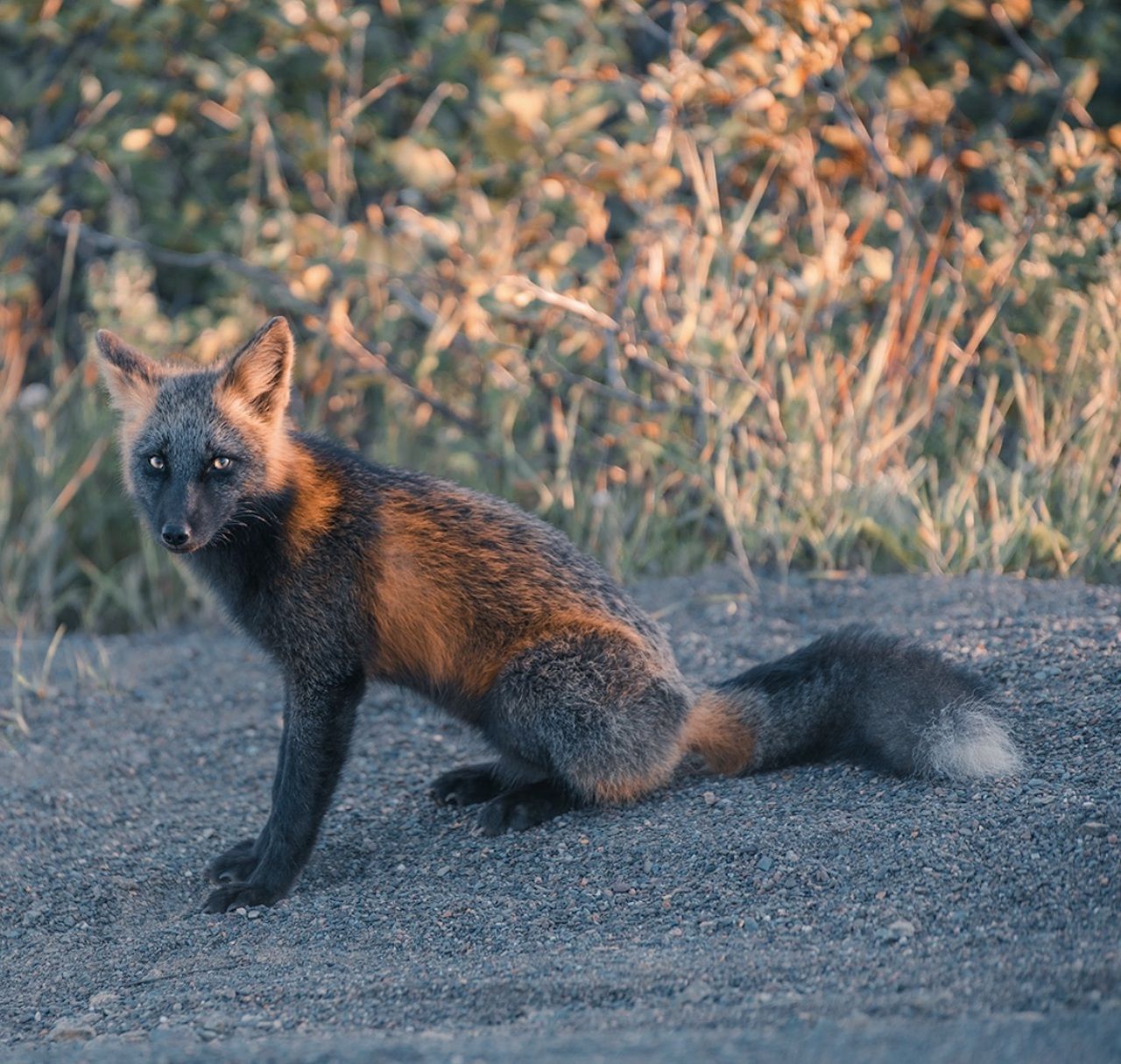 melanistic fox