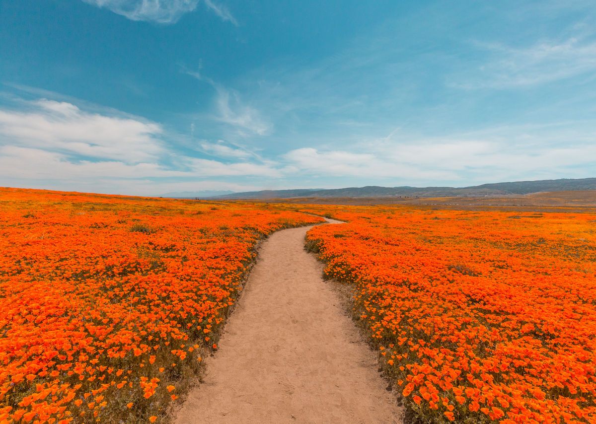 california-poppy-fields-without-visitors