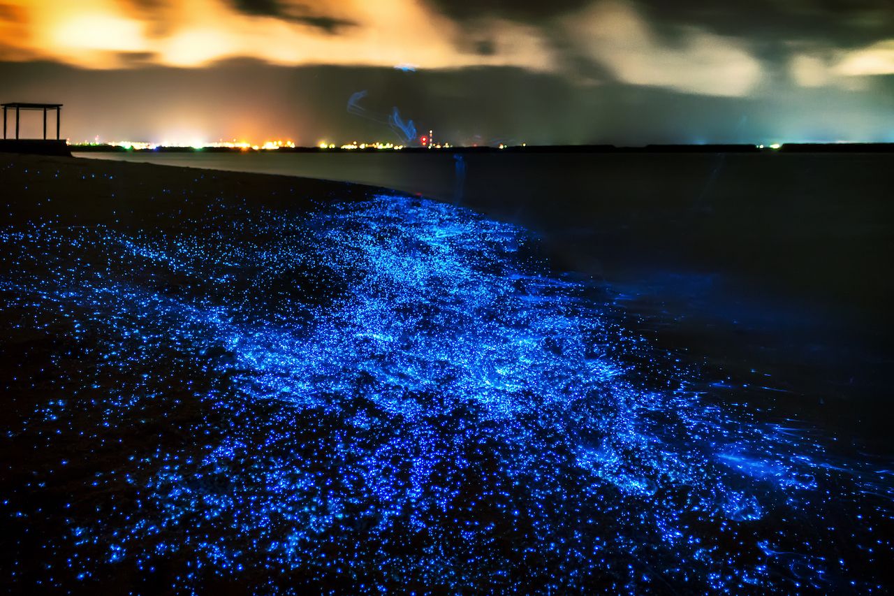 Where To See Bioluminescence Abroad, From Jamaica To Japan