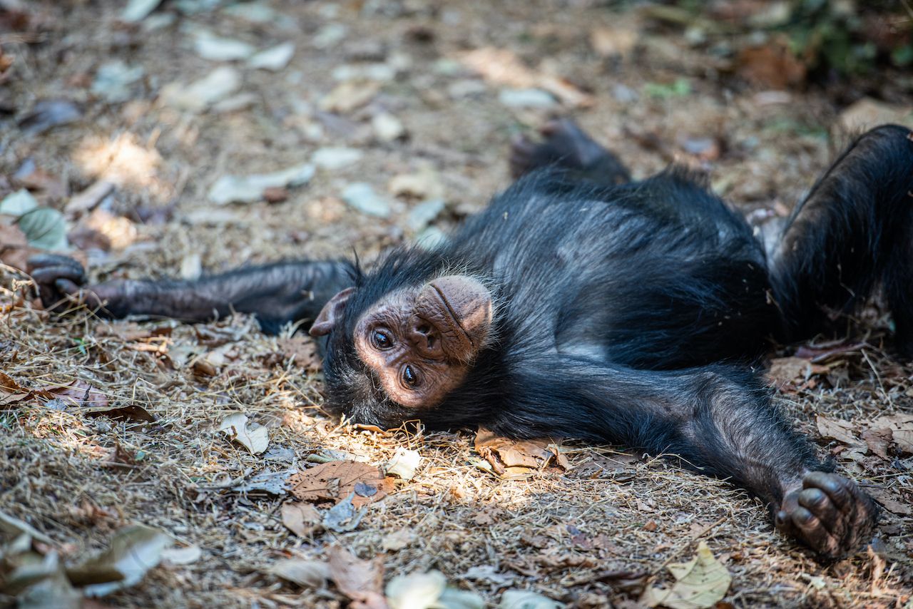 Chimpanzee on the ground