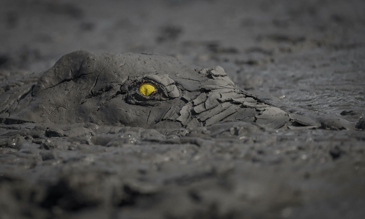 Crocodile caked in mud in Zimbabwe’s Mana Pools National Park