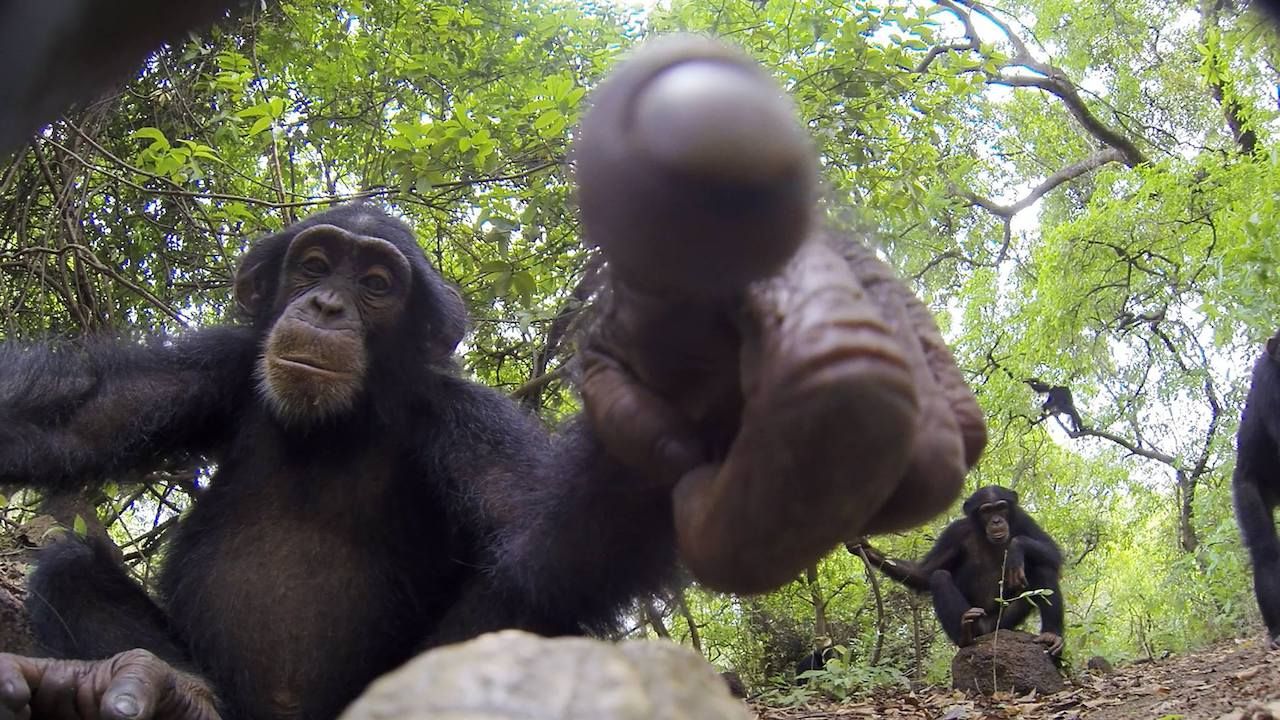 Gorilla footage