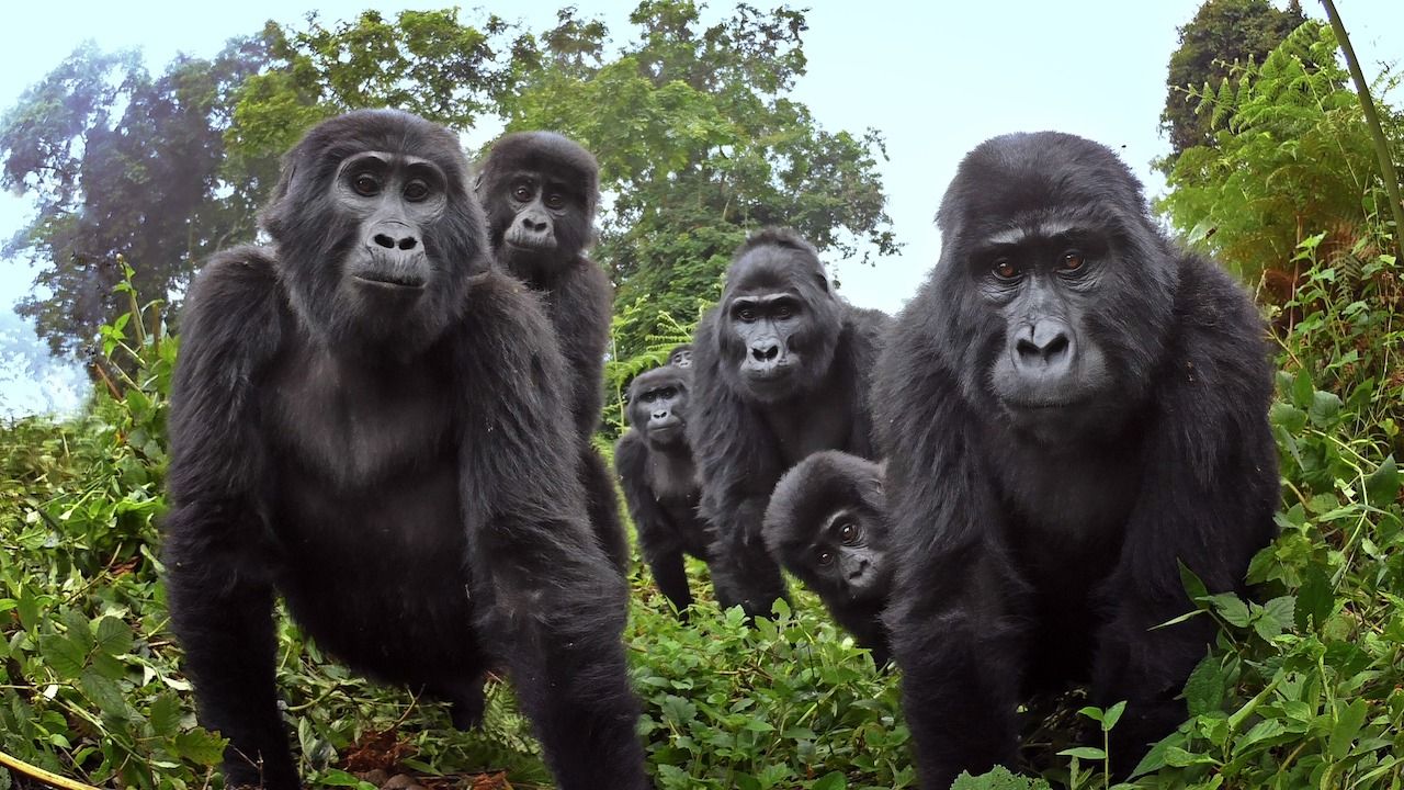 Gorilla footage