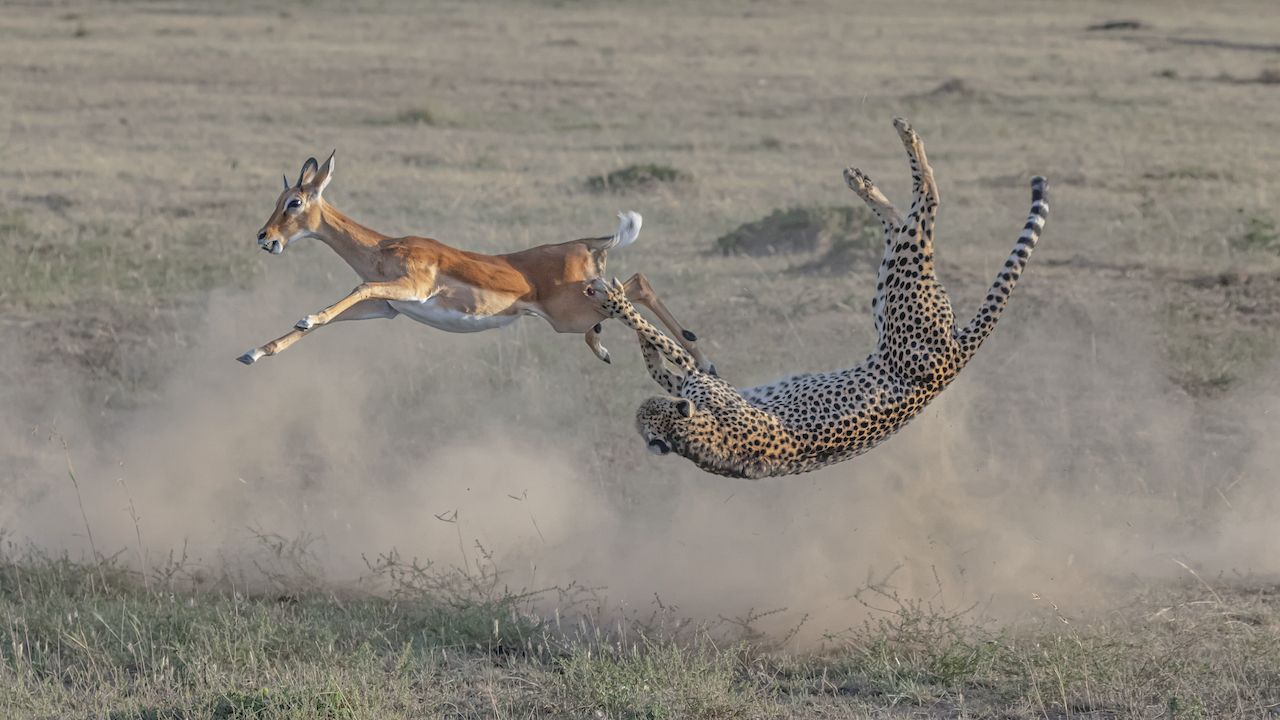 image Liu cheetah tackling a gazelle