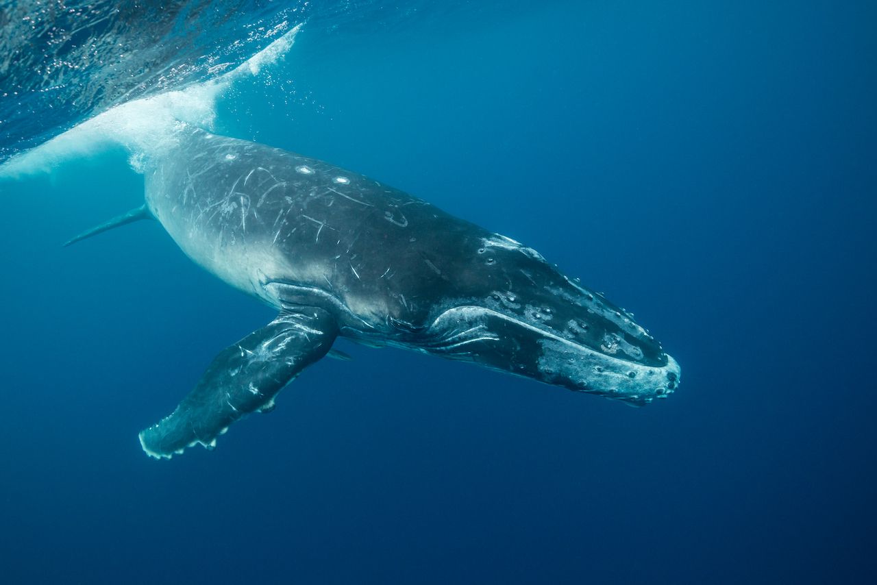 Whale calf rescue in Queensland, Australia, leads to $18,000 fine