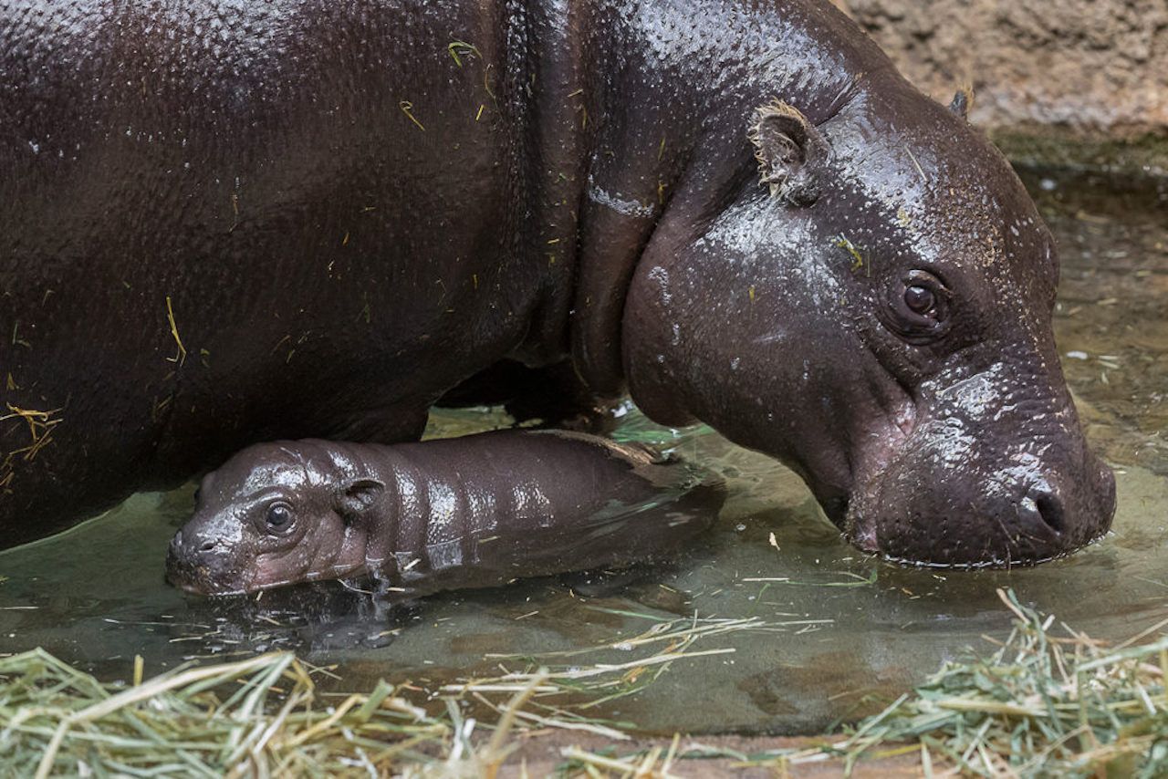Endangered Pygmy Hippo Born at San Diego Zoo