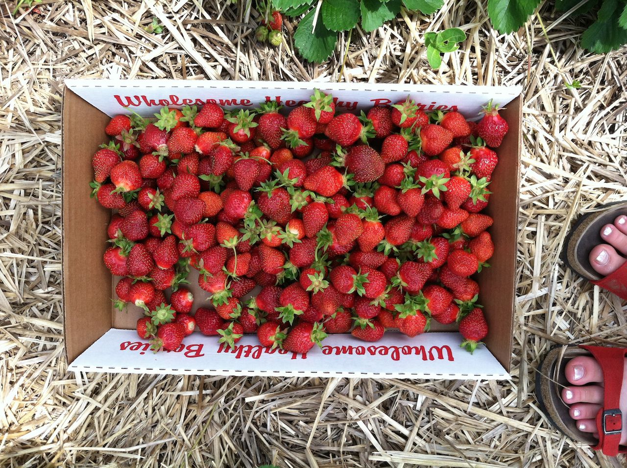 Strawberries picked from a berry patch in Wisconsin