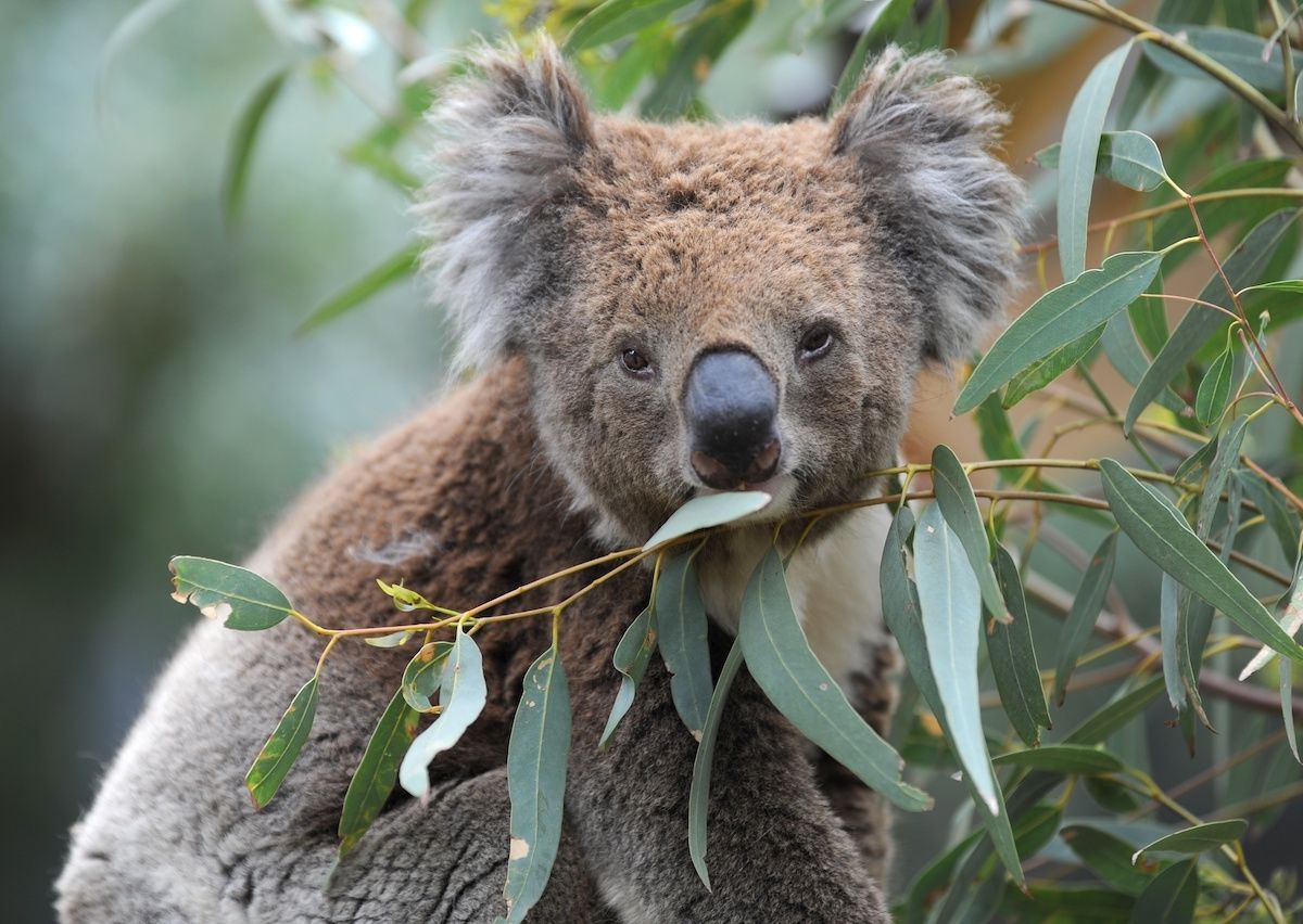 Koalas may be extinct by 2050 in New South Wales, Australia