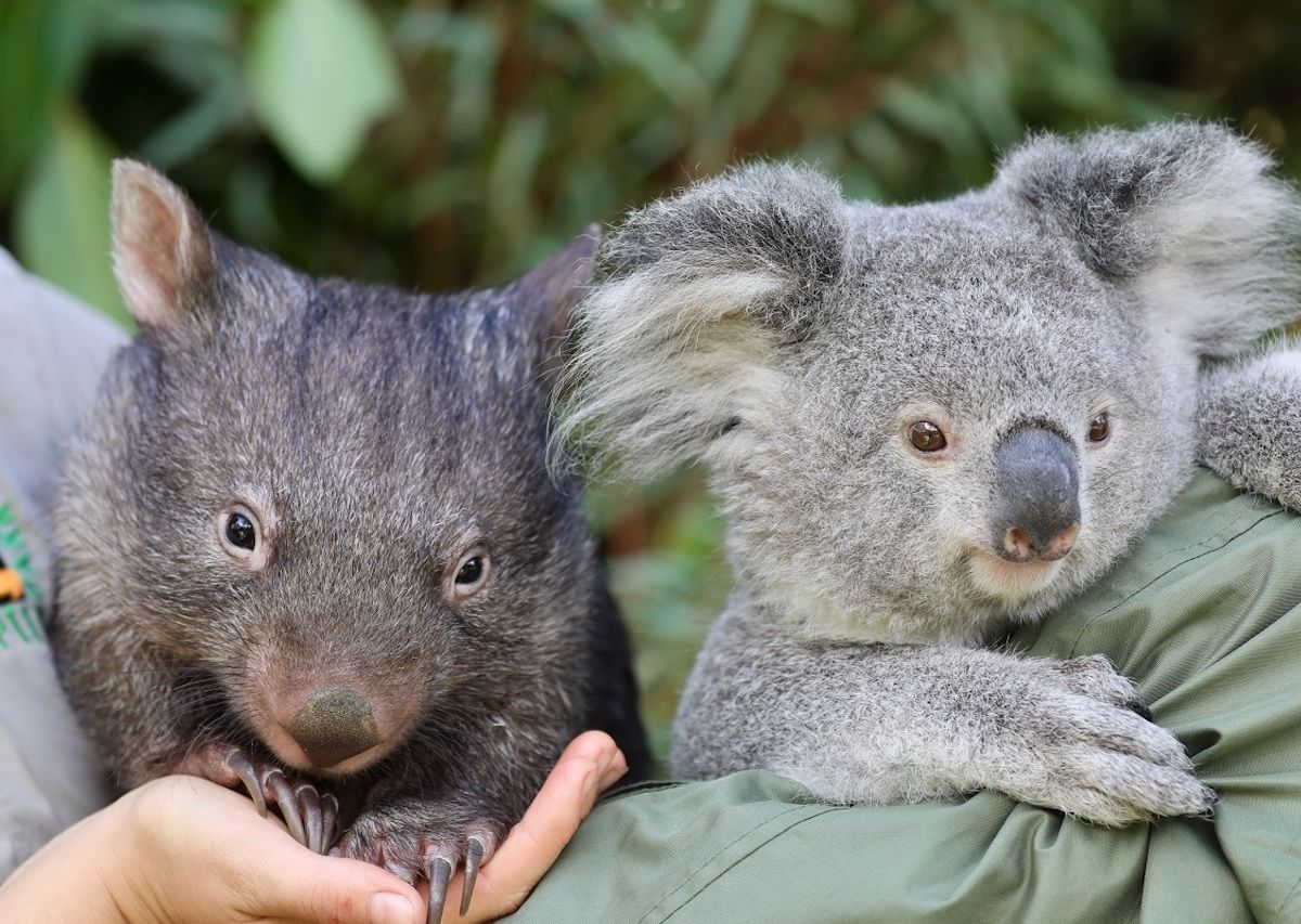 A koala and wombat's surprising friendship captured in adorable video