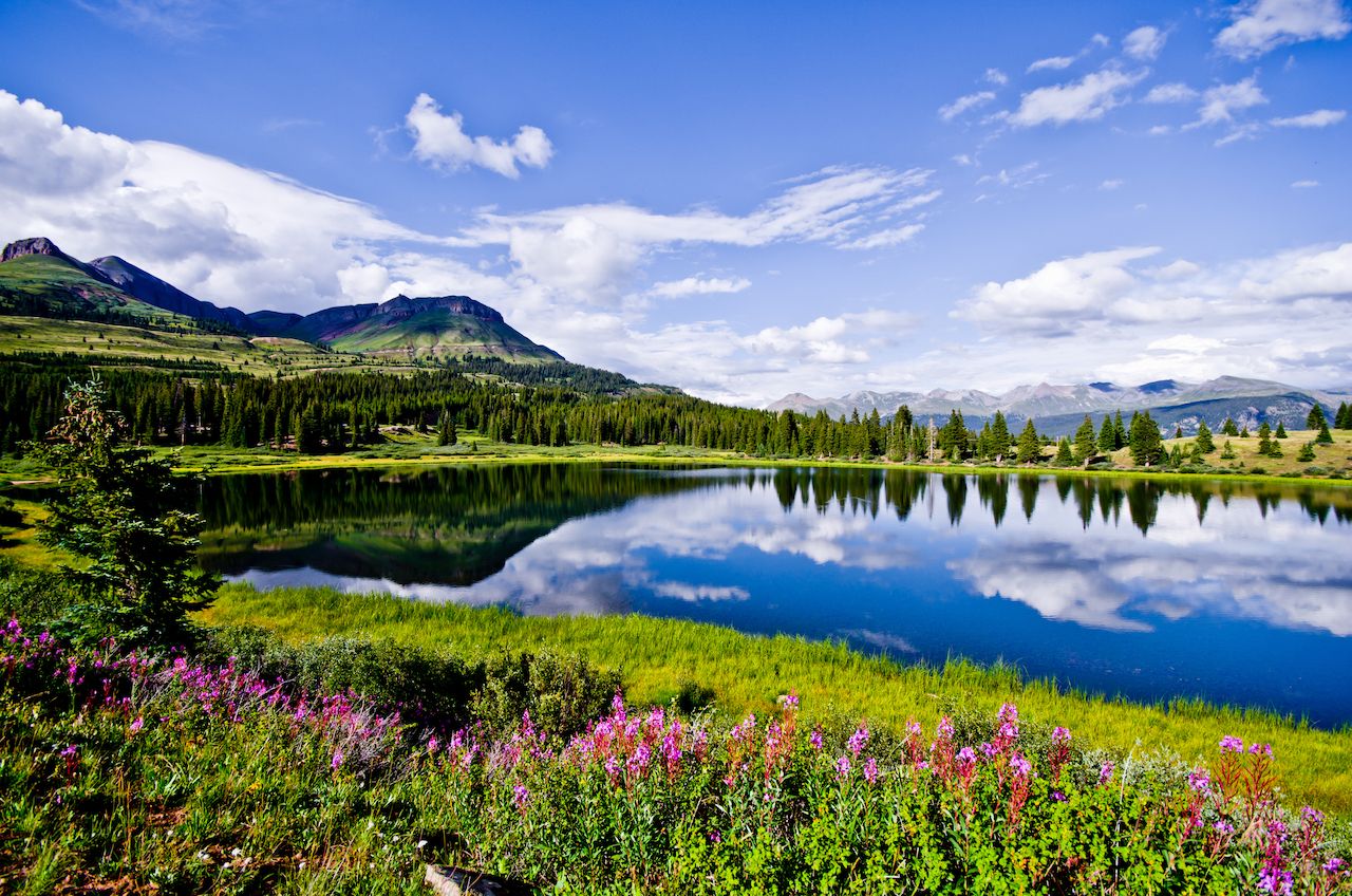 Flowers and blue skies at Little Molas Lake in the San Juan Mountains of Colorado.