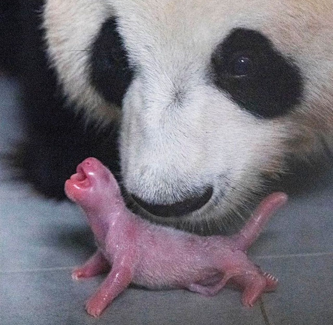 Birth of baby panda in Korean zoon