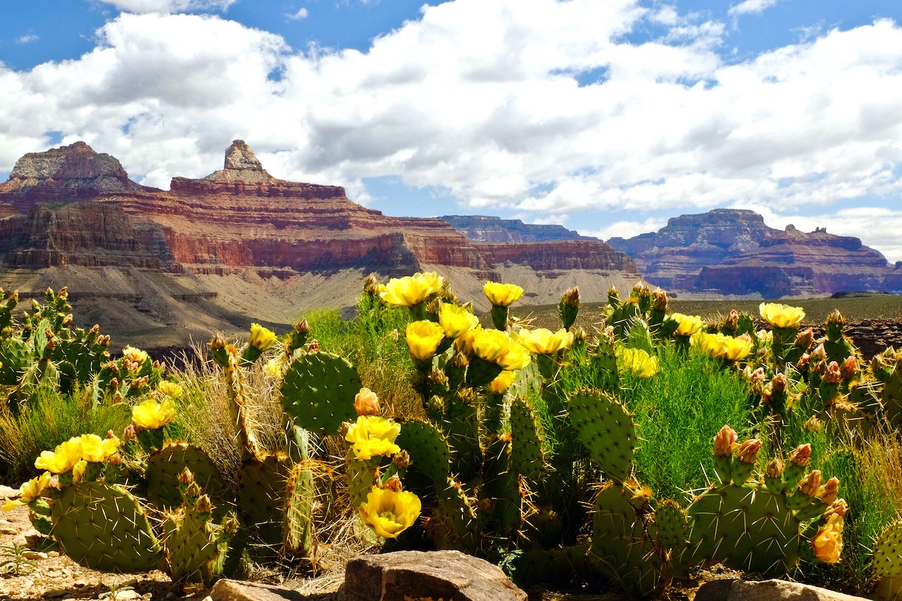 Where to see cactuses in the American Southwest, when do they bloom