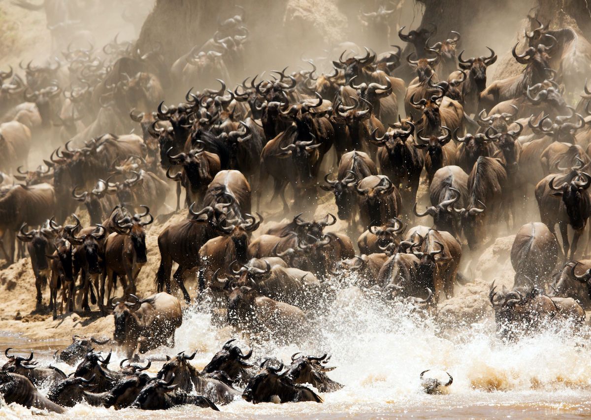 What Animals Are Involved In The Great Migration