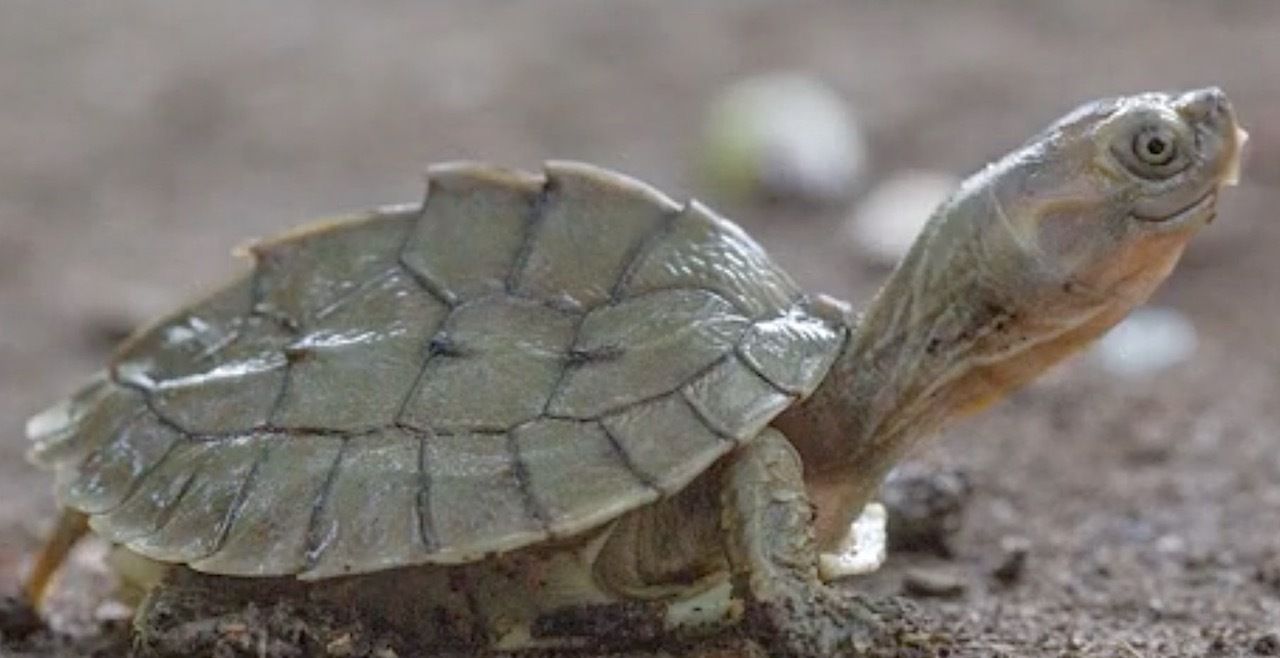Baby Burmese Roofed turtle