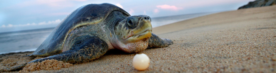 Que comen las tortugas de rio