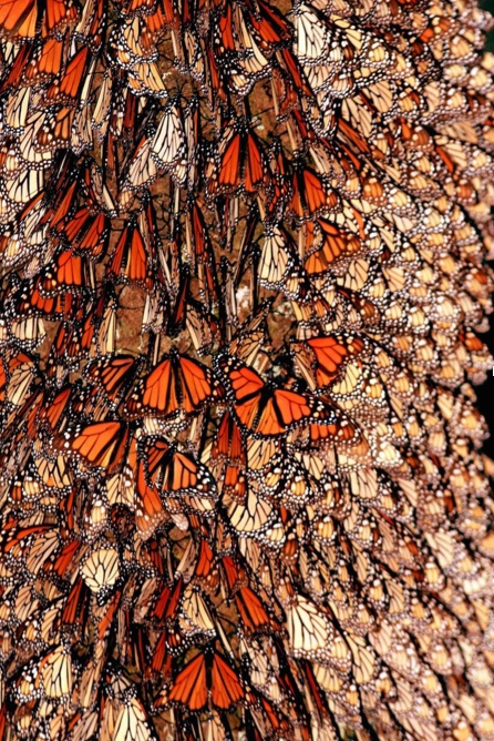 mariposa monarca 01