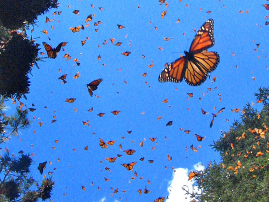 mariposa monarca 03