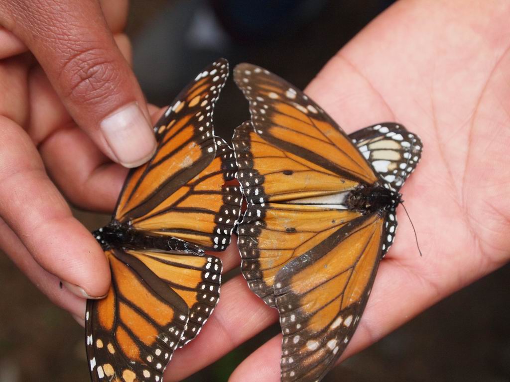 mariposa monarca 10 MachoyHembra